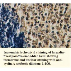 Cyclin A Antibody
