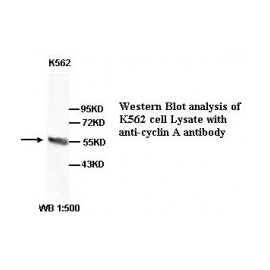Cyclin A Antibody