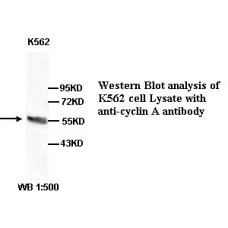 Cyclin A Antibody
