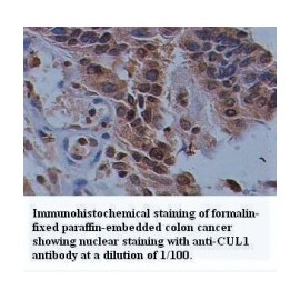 CUL1 Antibody