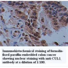 CUL1 Antibody