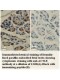 ACTL8 Antibody