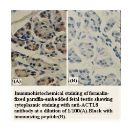 ACTL8 Antibody