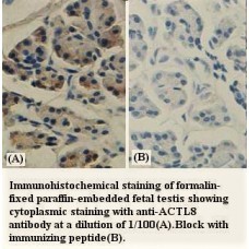 ACTL8 Antibody