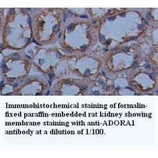 ACTL8 Antibody