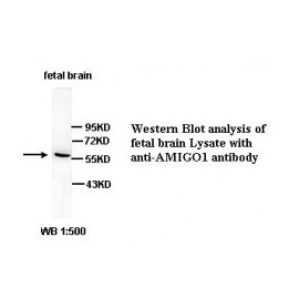 AMIGO1 Antibody