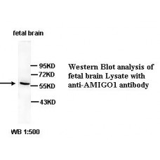 AMIGO1 Antibody