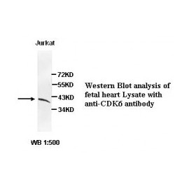 CDK6 Antibody