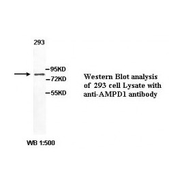 AMPD1 Antibody