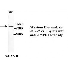 AMPD1 Antibody
