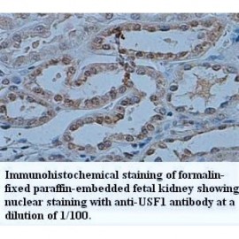 USF1 Antibody
