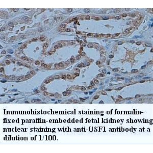 USF1 Antibody