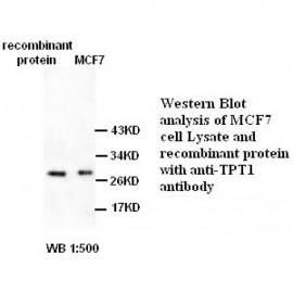 TPT1 Antibody