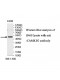 CAMK1G Antibody