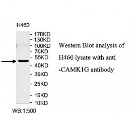 CAMK1G Antibody