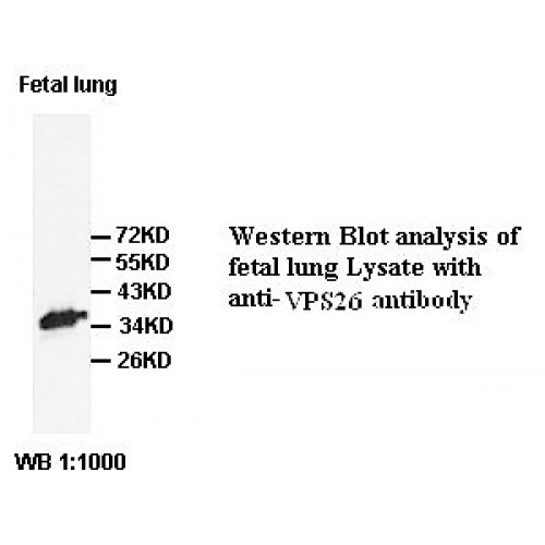 VPS26 Antibody
