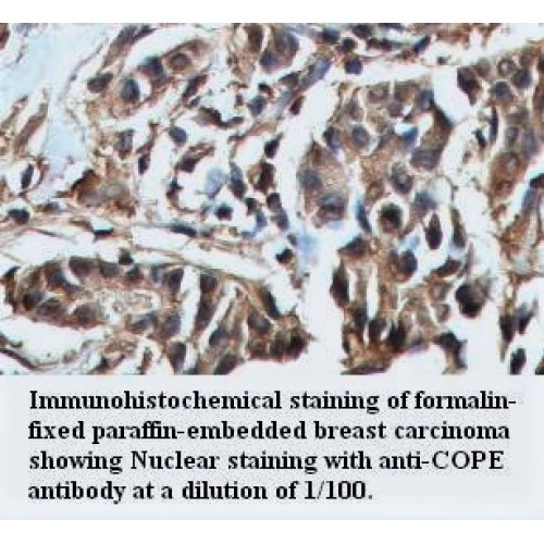 COPE Antibody