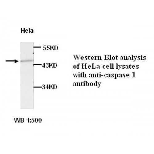 Caspase1 Antibody