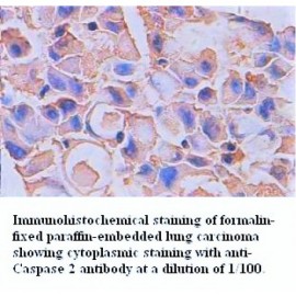 Caspase2 Antibody