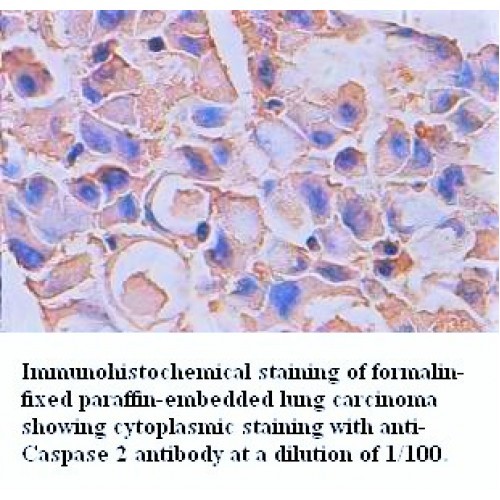 Caspase2 Antibody