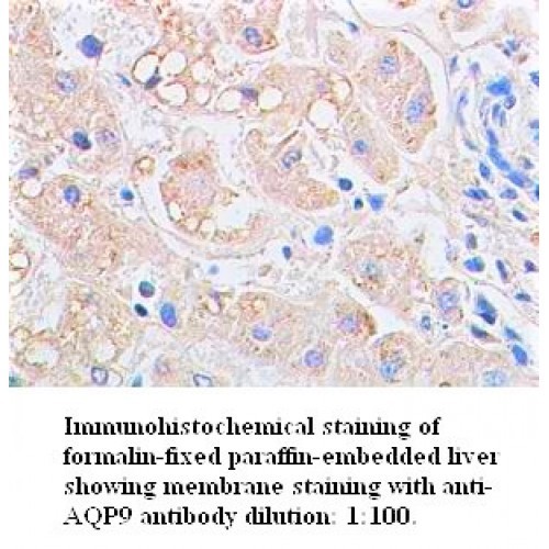 AQP9 Antibody