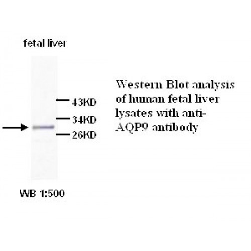 AQP9 Antibody