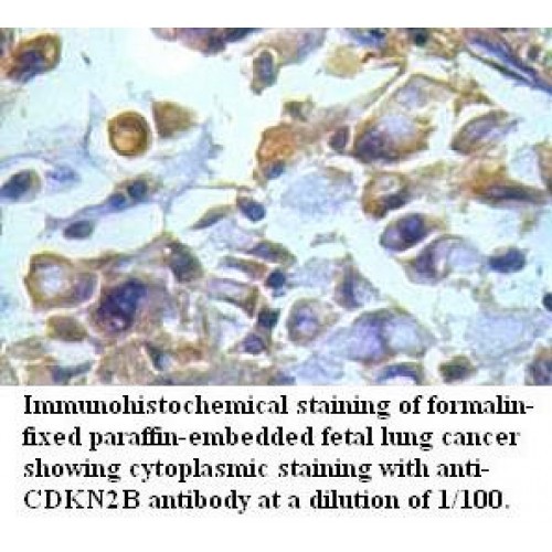CDKN2B Antibody