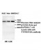 TNFRSF10A Antibody