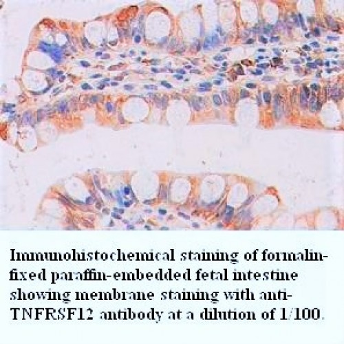 TNFRSF12 Antibody