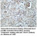 TRAP1 Antibody