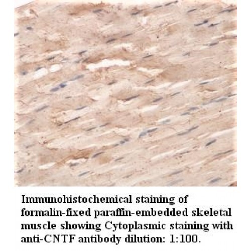 CNTF Antibody
