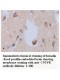 CNTFR Antibody