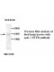 CNTFR Antibody