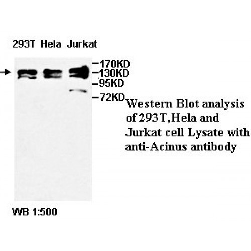 Acinus Antibody