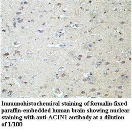 ACIN1 Antibody