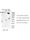 ACIN1 Antibody