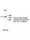 AP1G1 Antibody