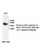 AP-2 Gamma Antibody