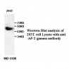 AP-2 Gamma Antibody