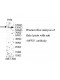 AP3D1 Gamma Antibody