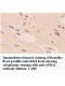 APBA1 Antibody