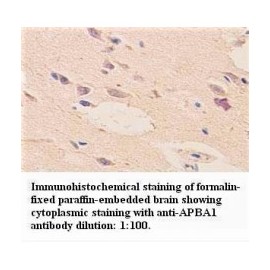 APBA1 Antibody