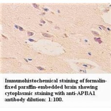 APBA1 Antibody