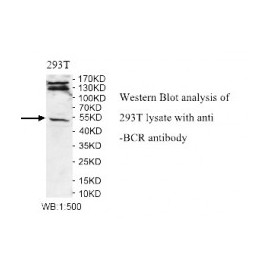 BCR Antibody