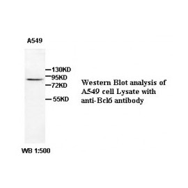 BCL6 Antibody