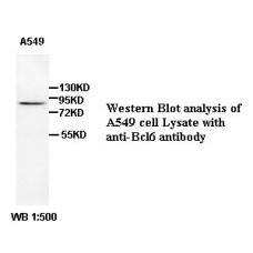 BCL6 Antibody