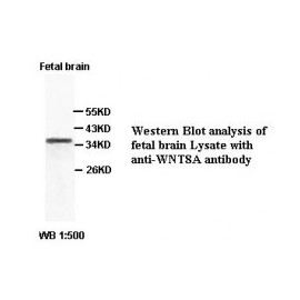 WNT8A Antibody