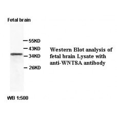 WNT8A Antibody