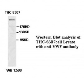 VWF Gamma Antibody