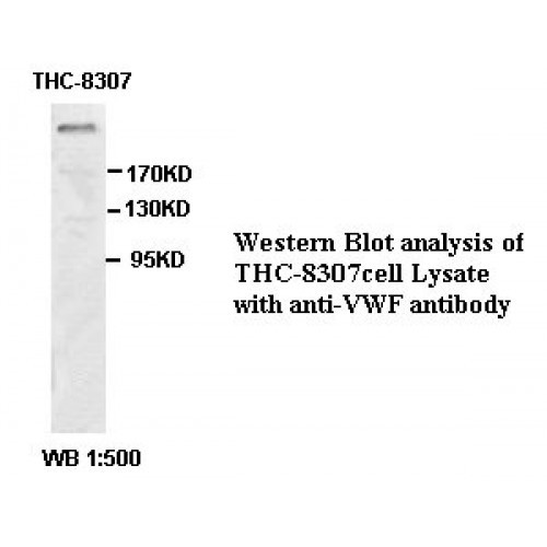 VWF Gamma Antibody
